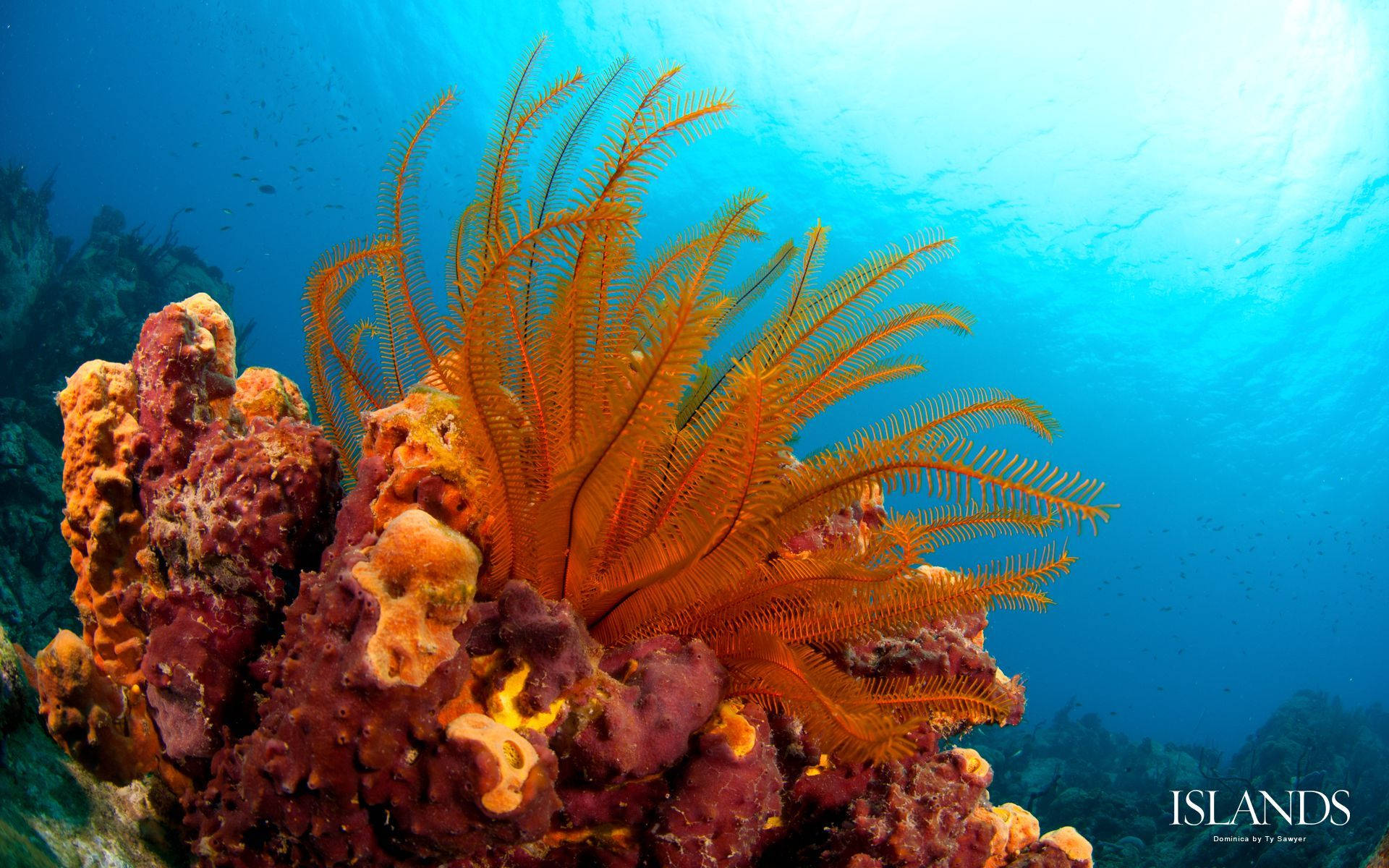 Buceoen Corales Blandos Fondo de pantalla