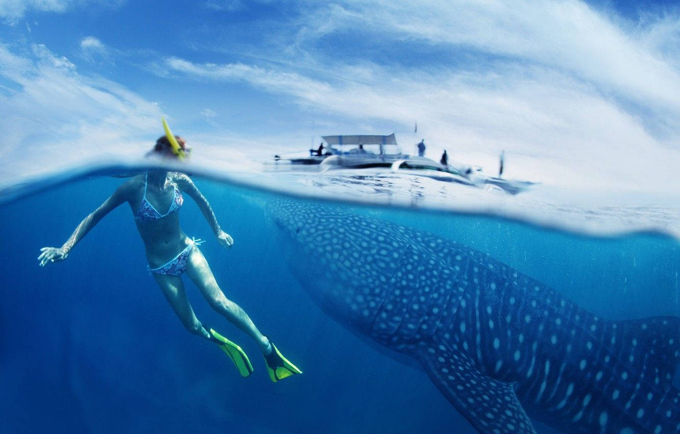 Snorkeling With A Whale Shark Wallpaper