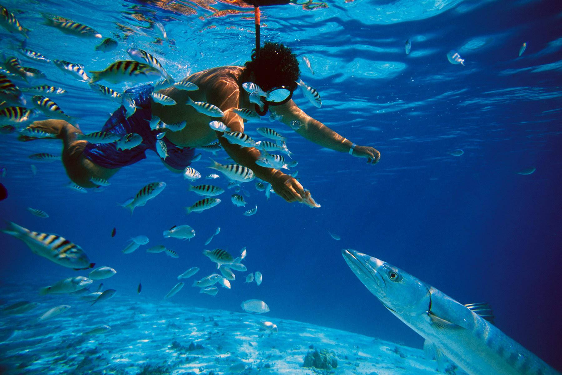 Snorkeling With The Fishes Wallpaper