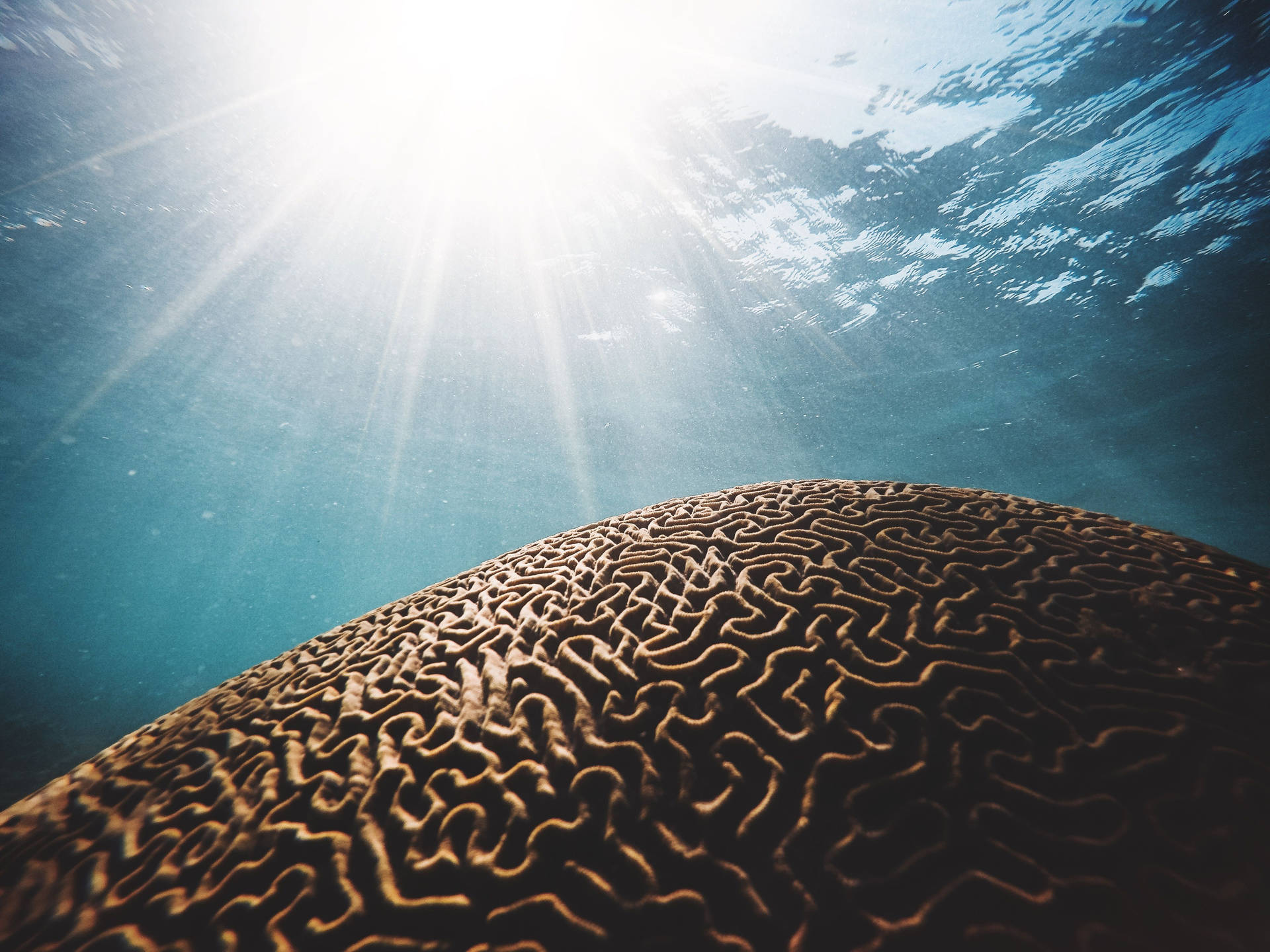 Snorkling Brain Coral Reef Wallpaper
