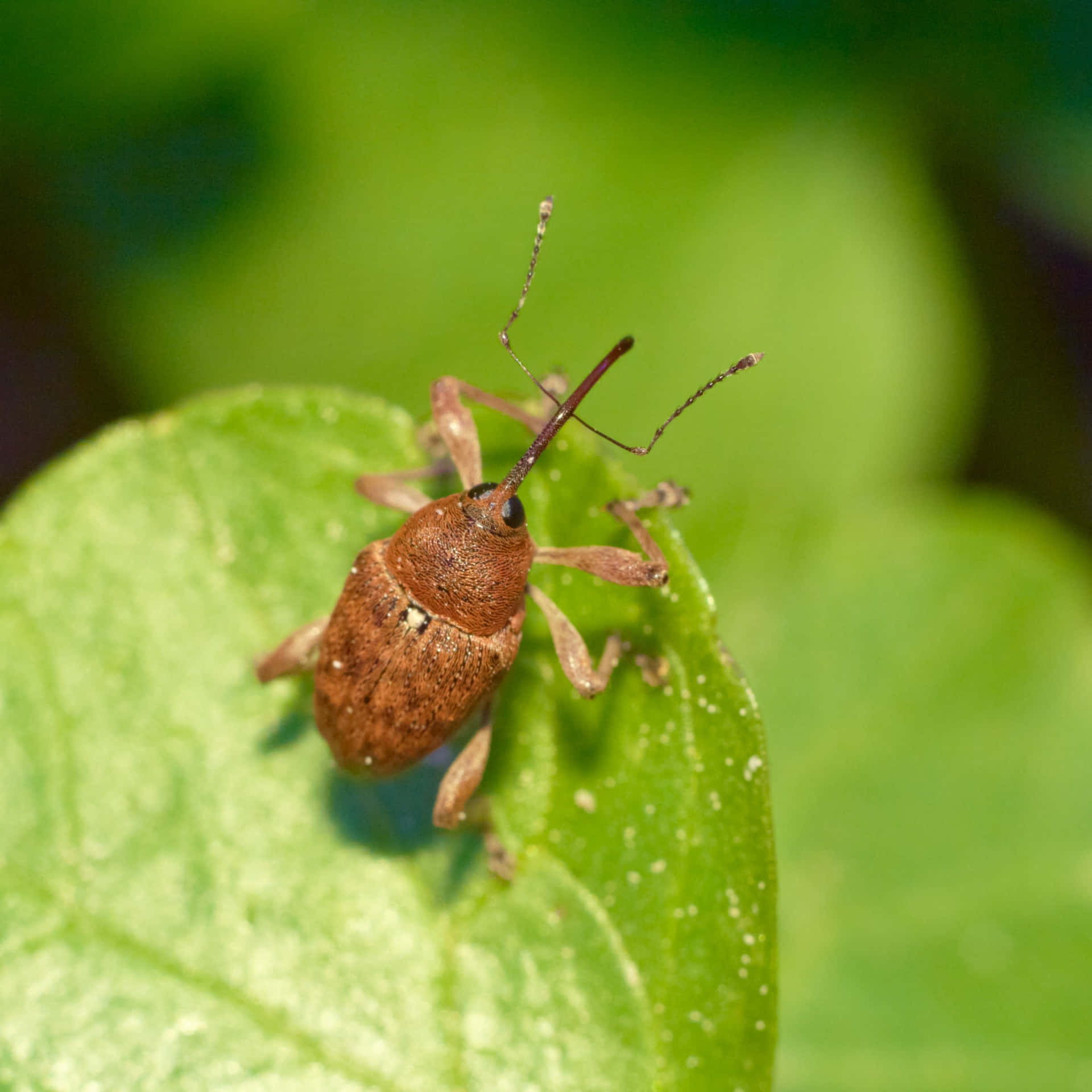 Snout Beetleon Green Leaf Wallpaper