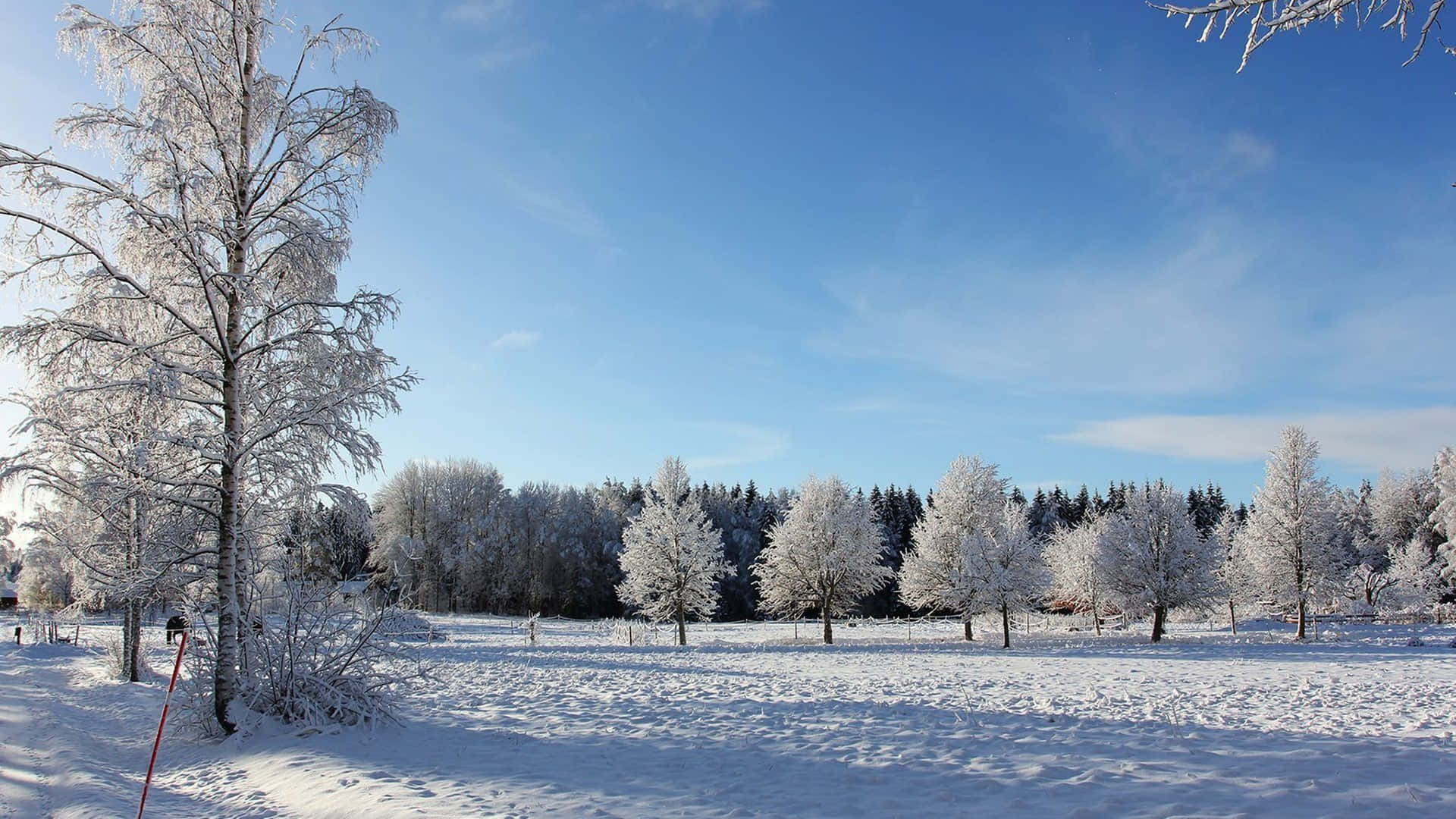 Flad træet område med klare himlen sne 4K HD Tapet. Wallpaper