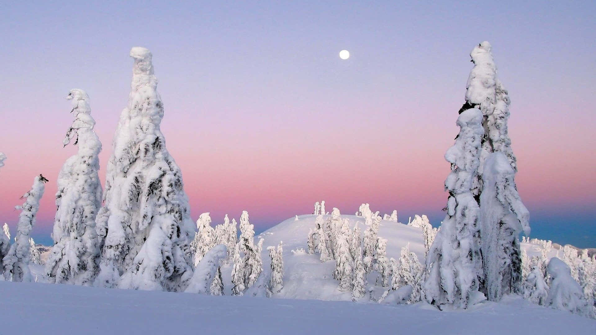 Gran træer i dyb sne med månen sne 4K Wallpaper