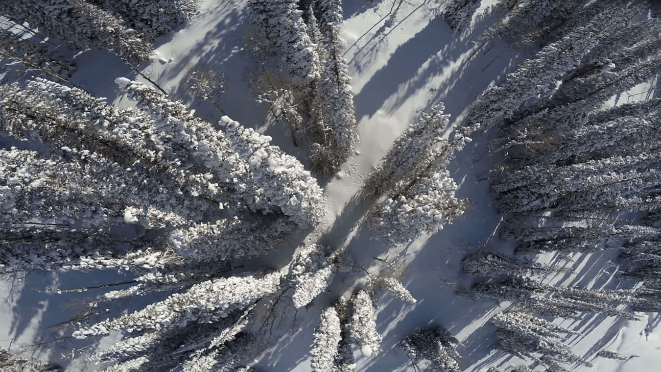 Árbolesde Pino Tomados Desde Arriba Con Nieve En Resolución 4k. Fondo de pantalla
