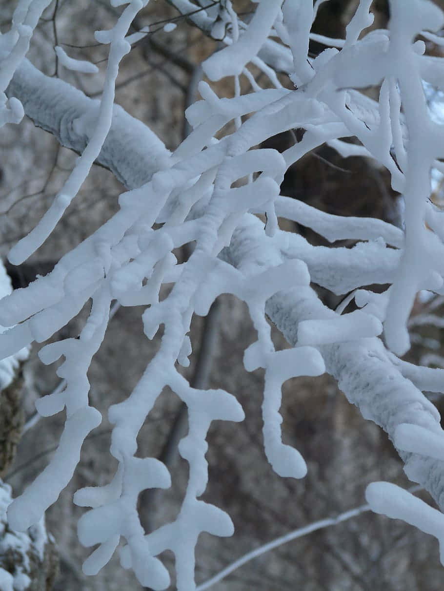 A Tree Branch Covered In Snow