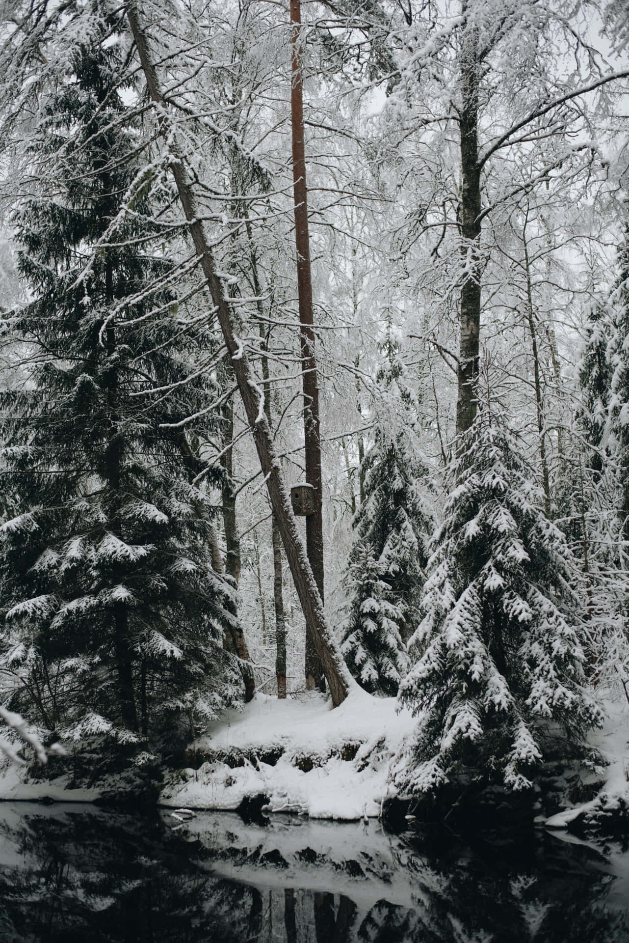 Genießedie Schönheit Des Verschneiten Winters.