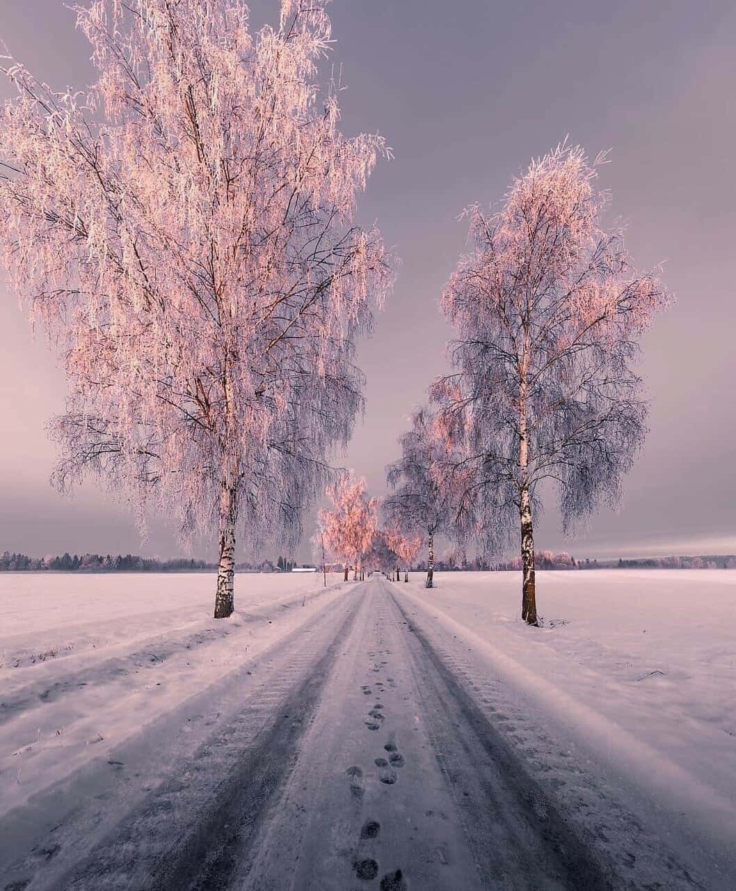 Enväg Med Träd I Snön