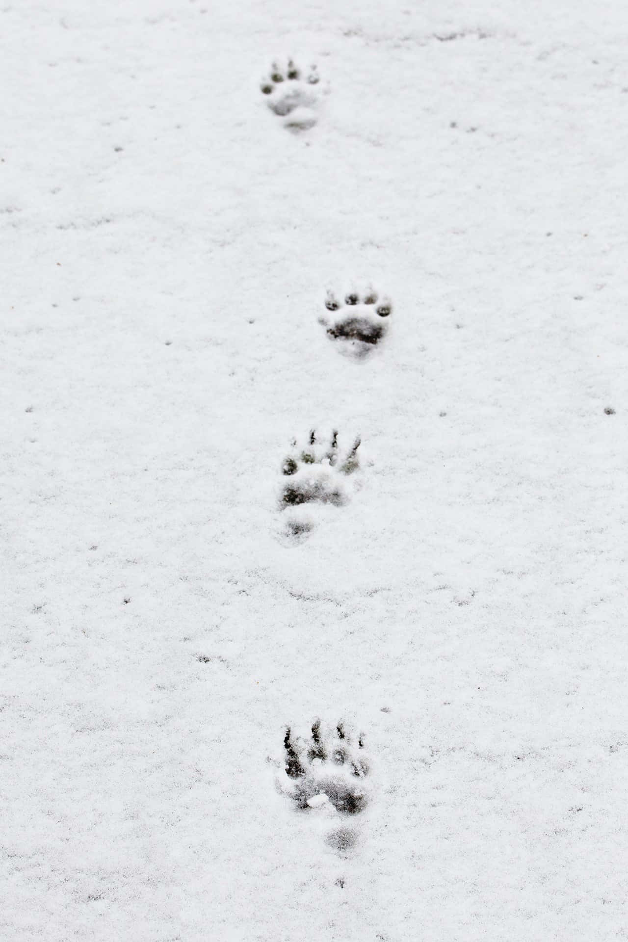 Unacoppia Di Impronte Di Zampe Nella Neve
