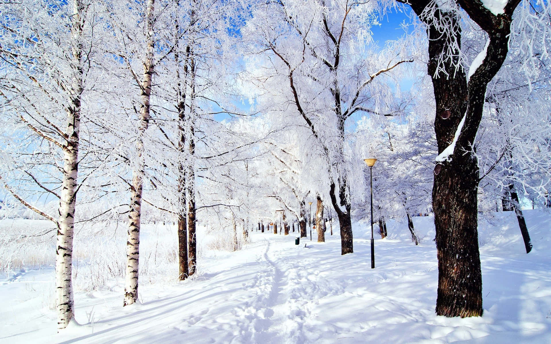 White Leaf Trees And Snow Surface Background
