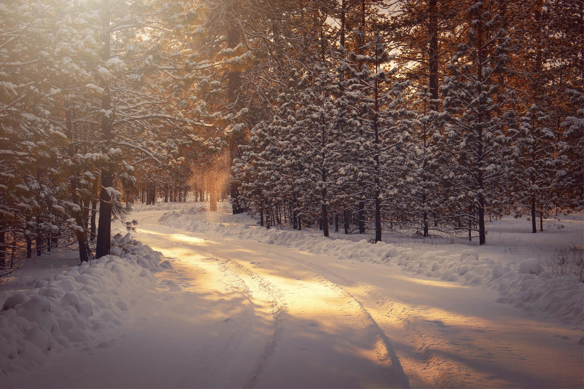 Snow Forest On Sunny Winter Day Background