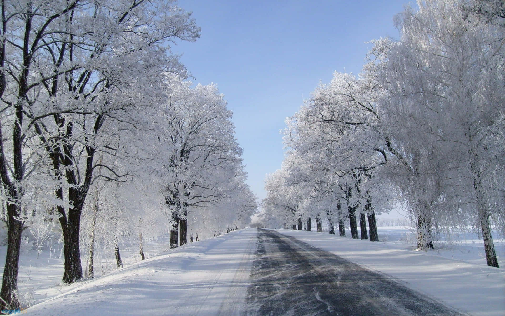 Winter Trees With Snow Covered Road Background