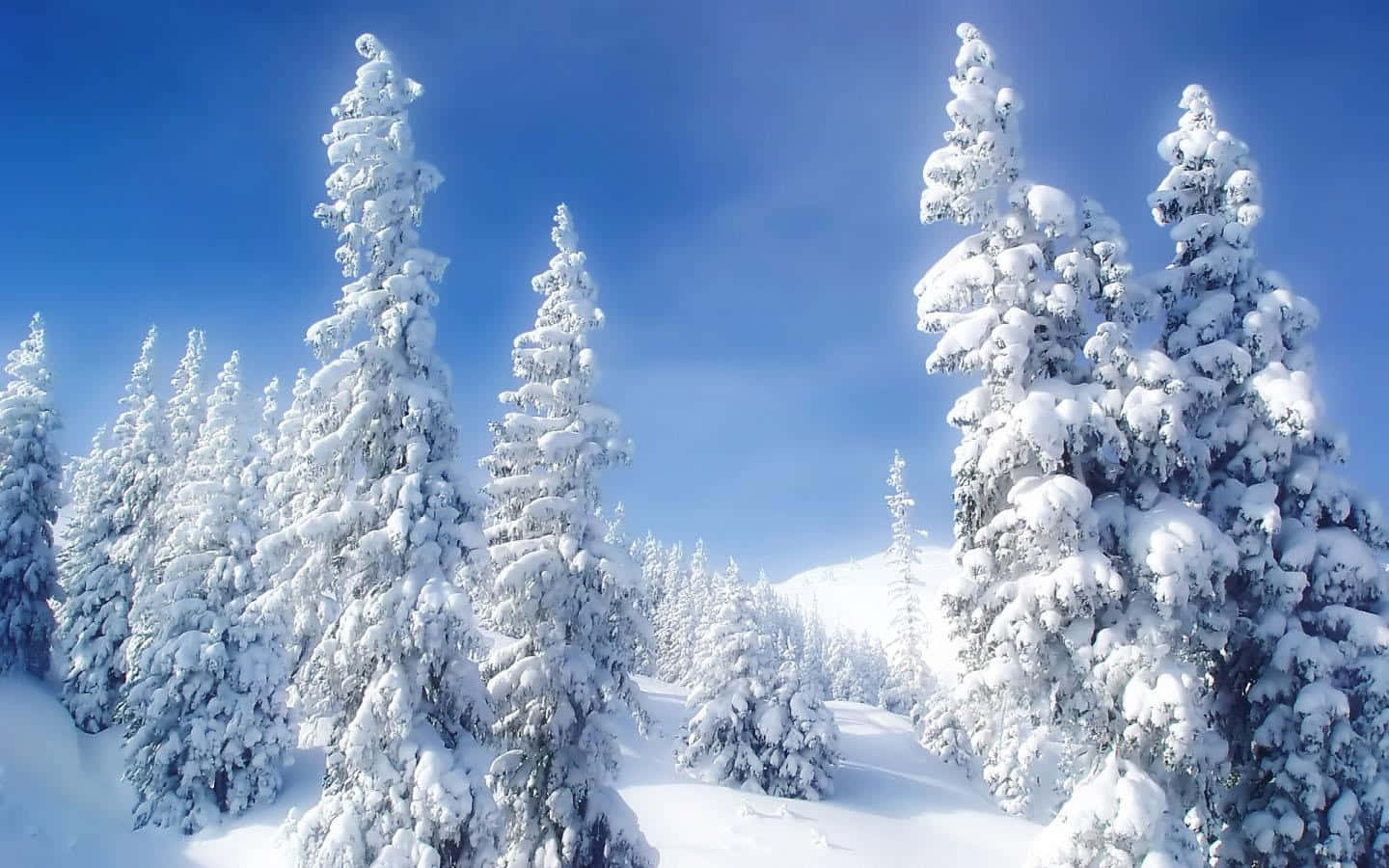 Several Trees With Snow Background