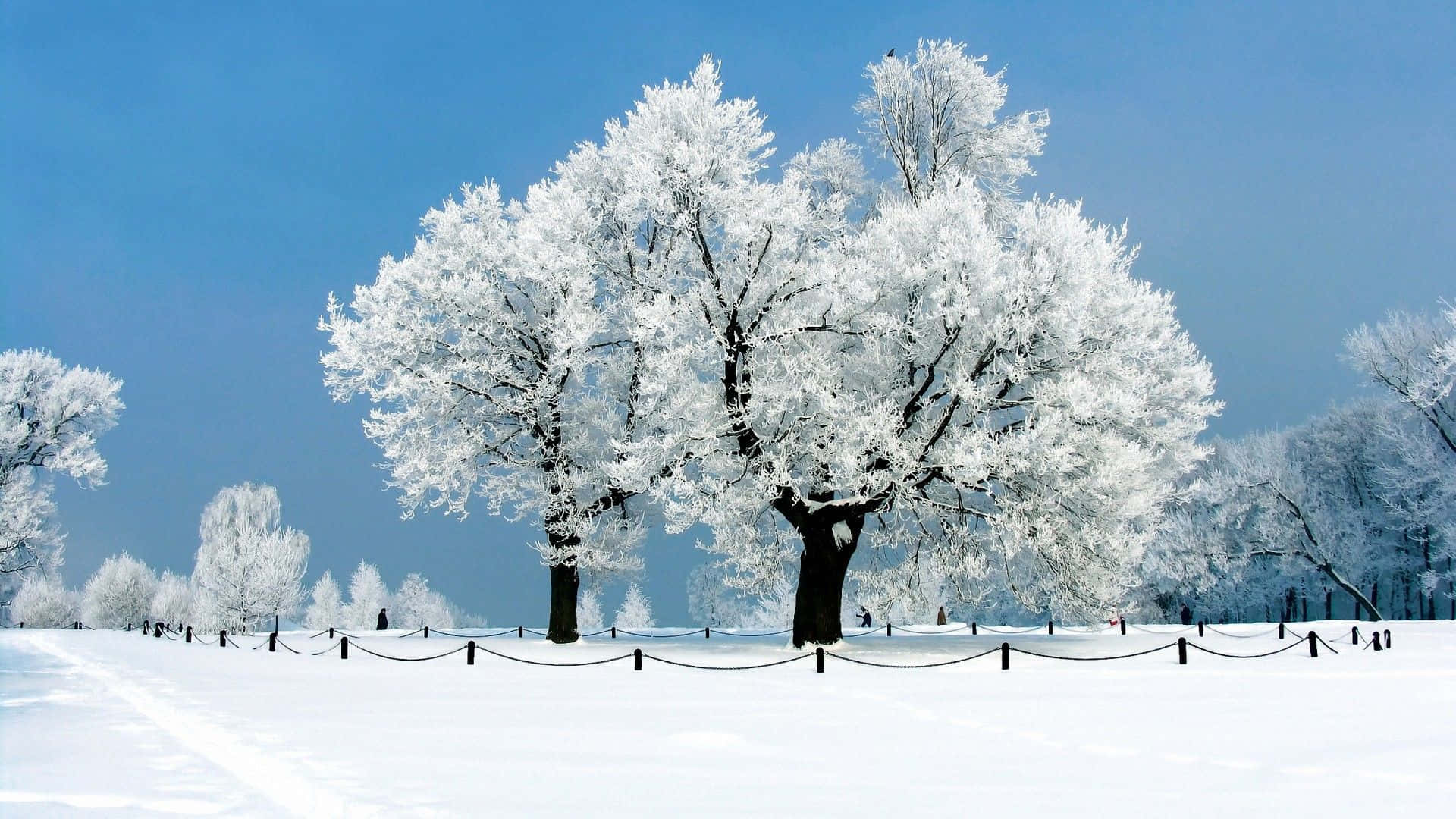Winter Trees With Fence For Snow Background