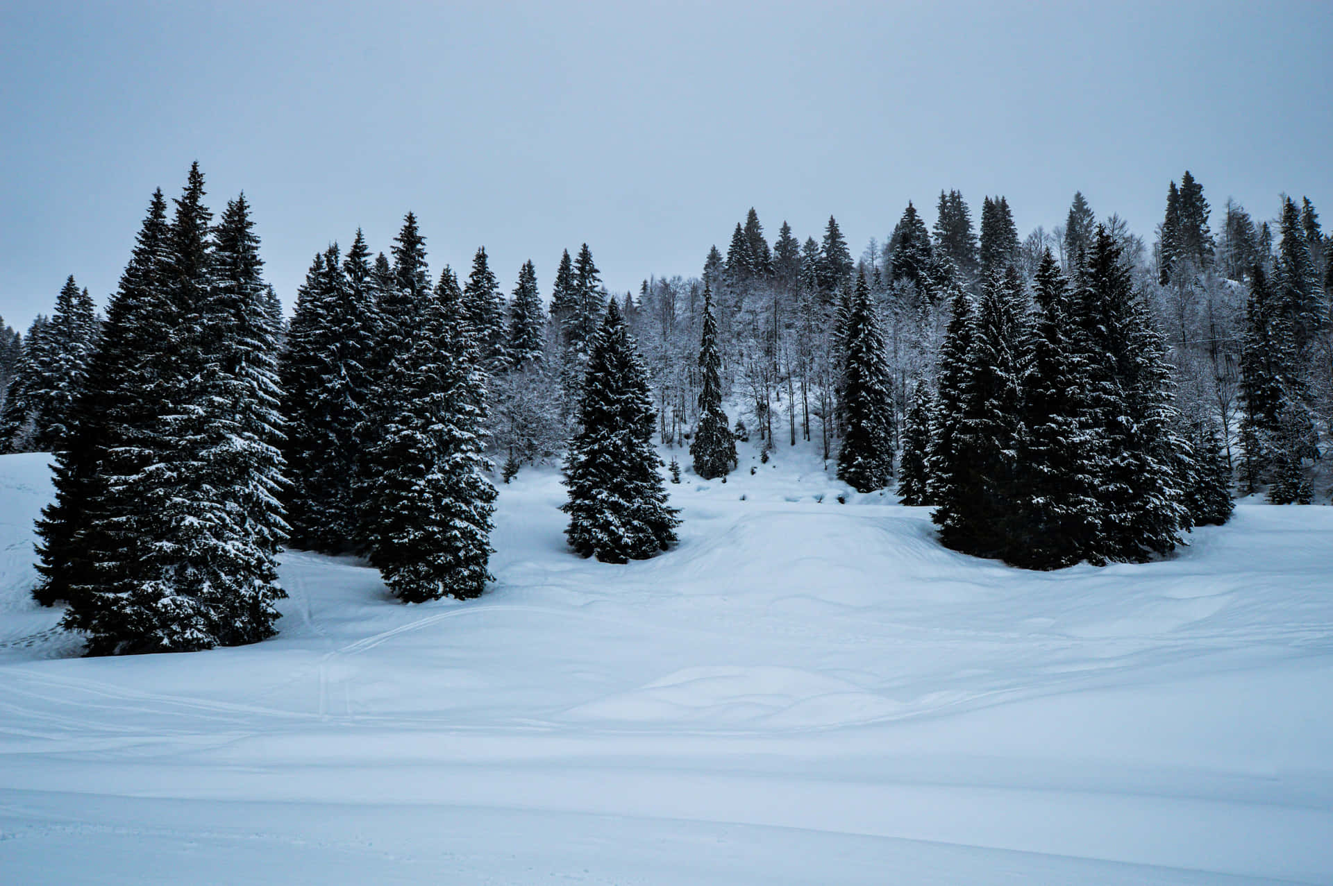 Fyrretræermed Sne På Bladene Baggrundsbilleder