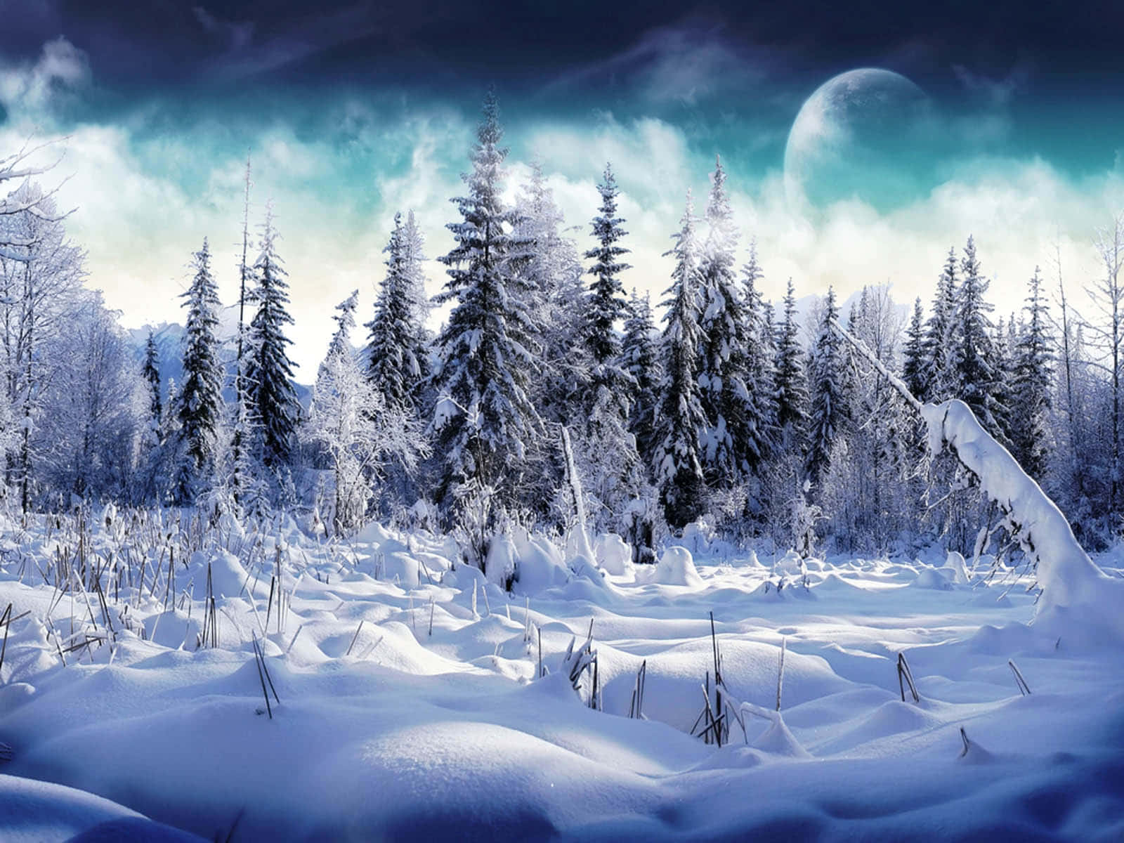 Snowy Forest In The Moonlight Background