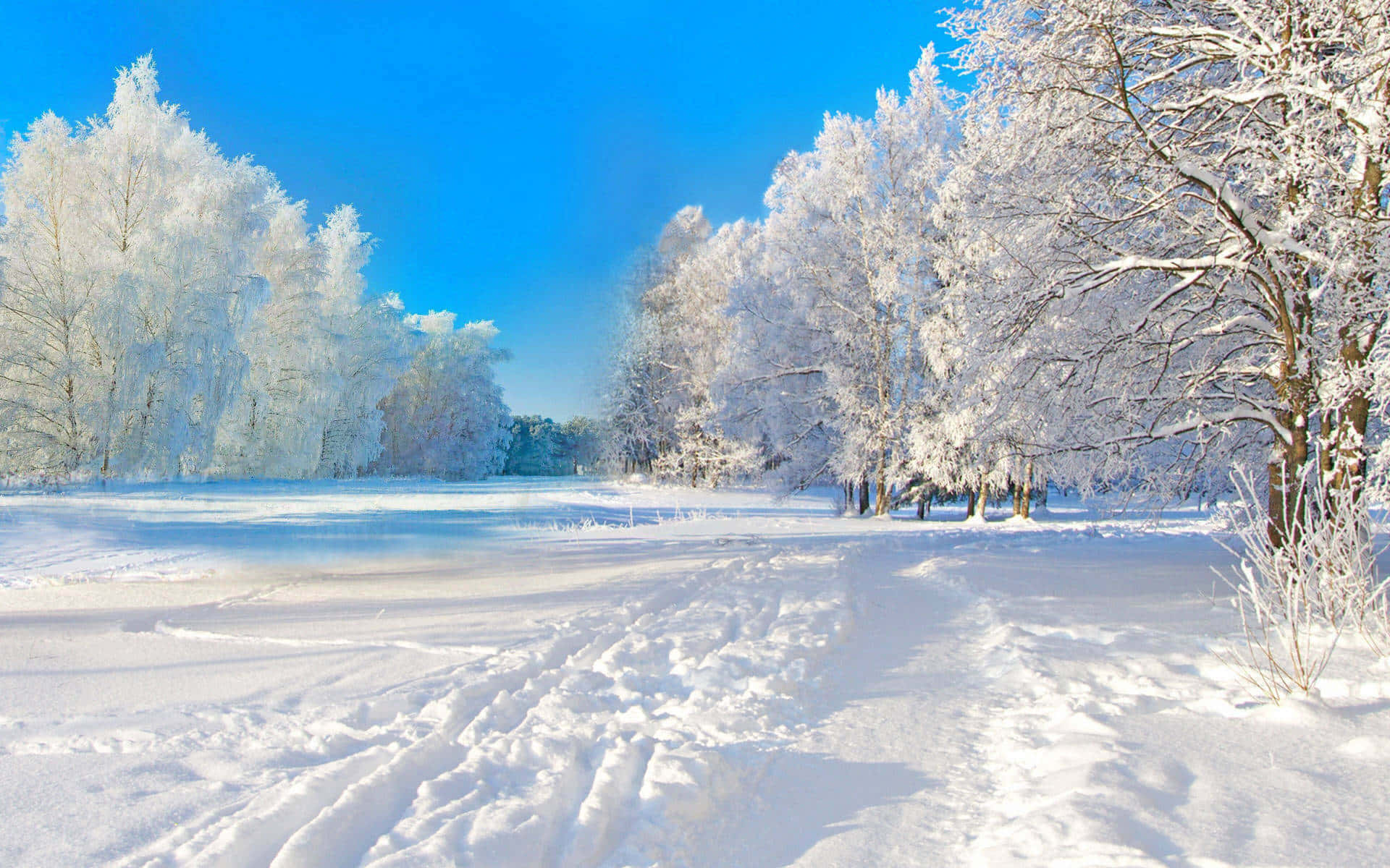 White Trees And Blue Sky Snow Background