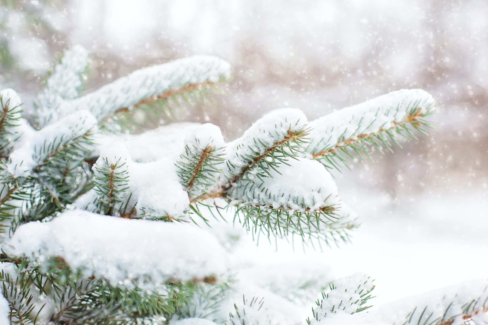 Snowy Pine Branches For Snow Background
