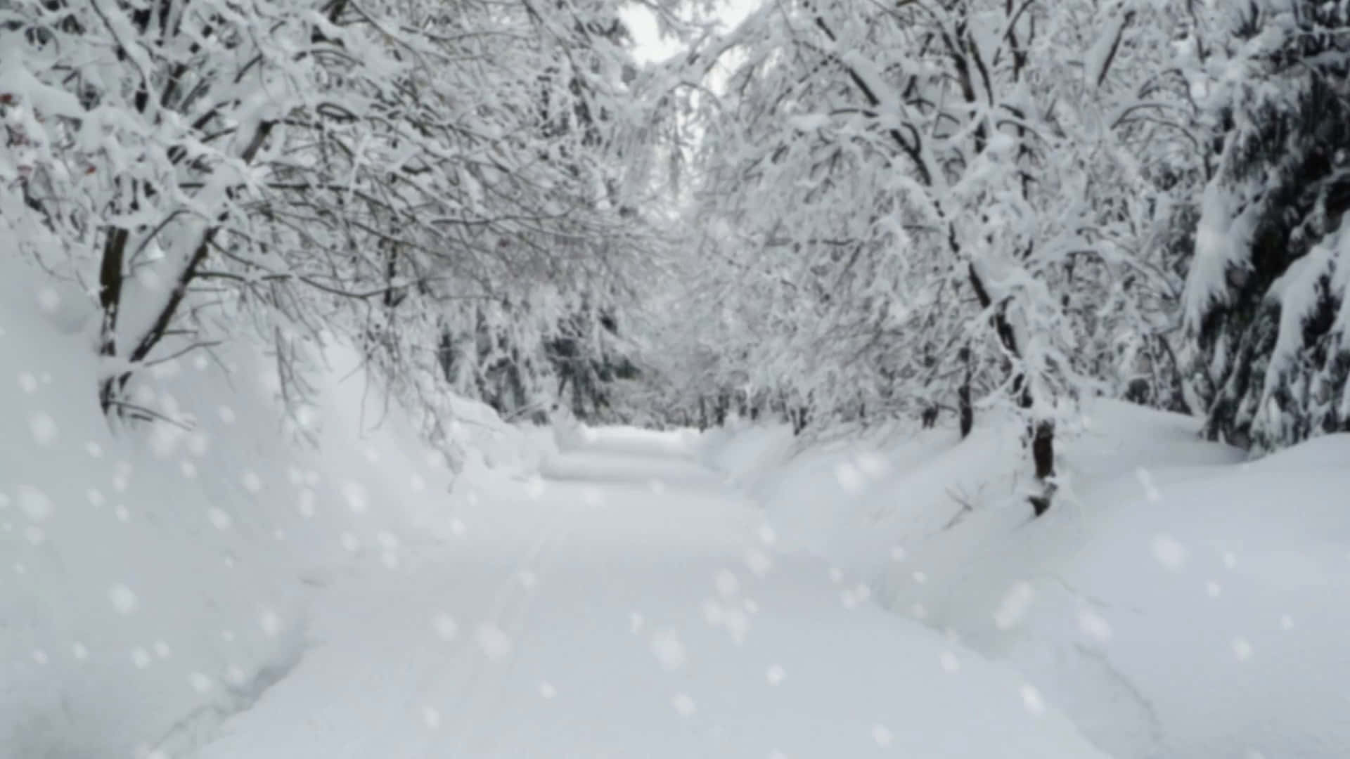 Snow Covered Path In A Forest Background