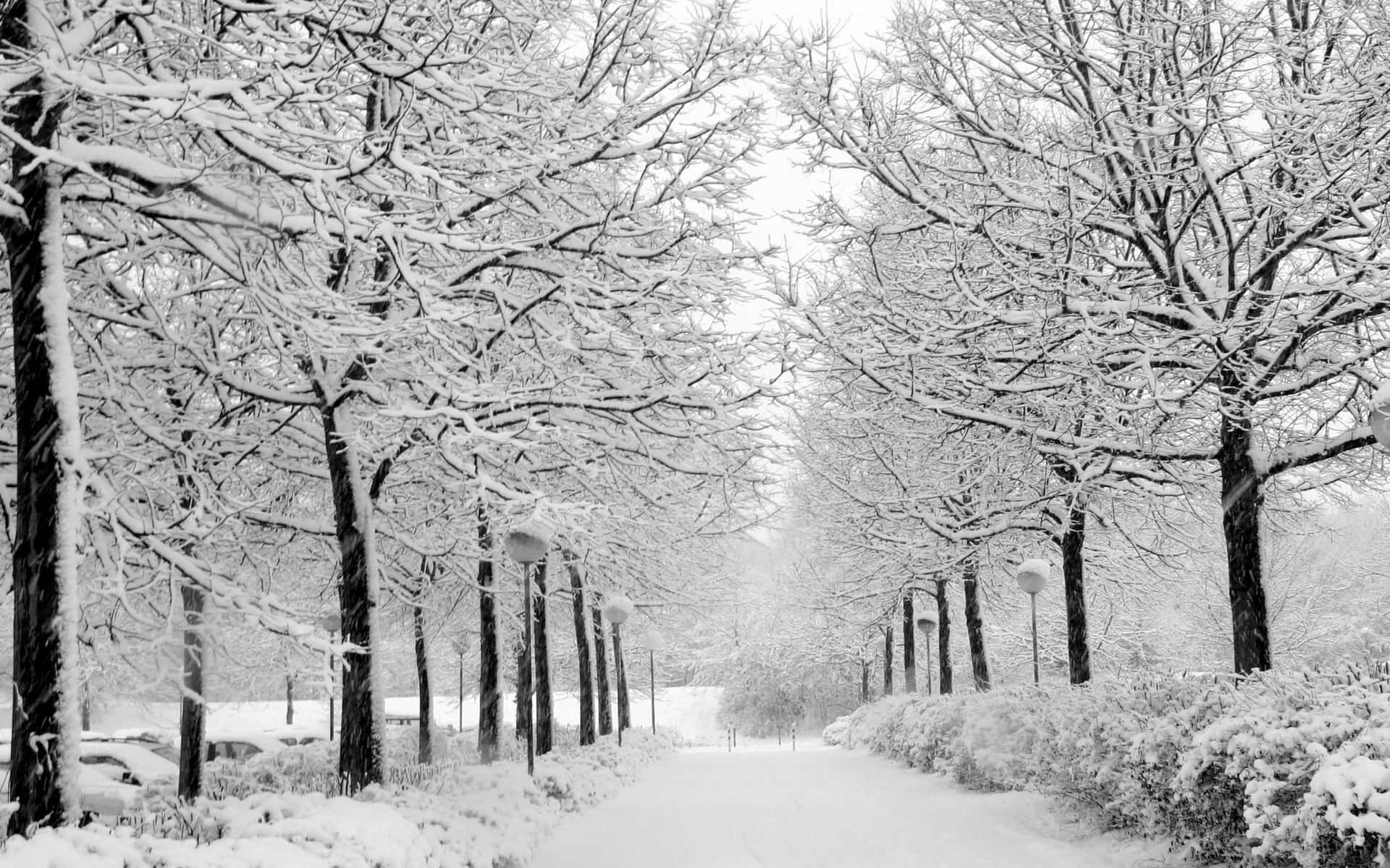 Black And White Colored Trees And Snow Pavement Background