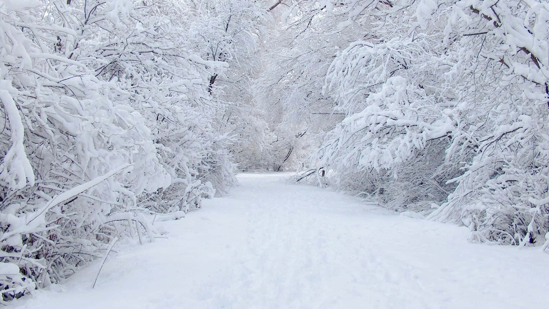 Snow Covered Path In Forest Background