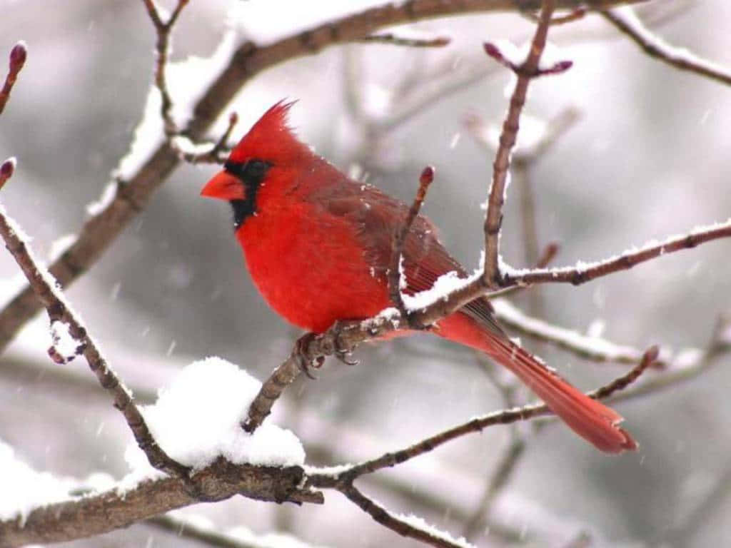 Majestic Snow Bird perched in a winter wonderland Wallpaper