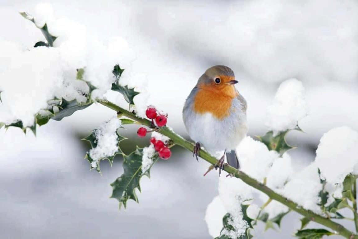 A majestic snow bird perched on a frosty tree branch Wallpaper