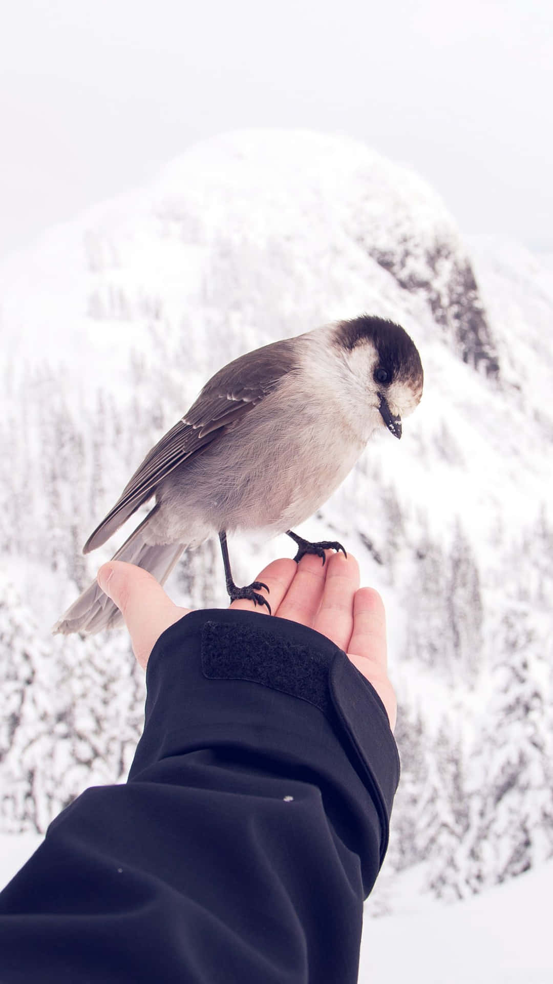 Majestic Snow Bird Perched on a Snowy Branch Wallpaper