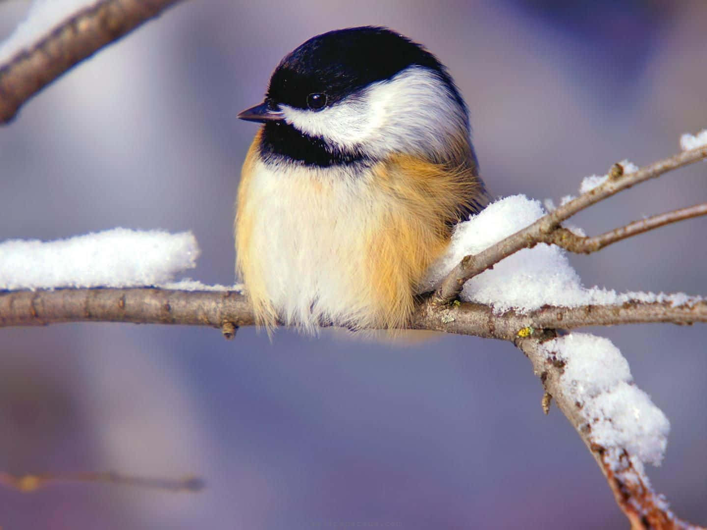 A snow bird perched on a snowy branch with a stunning winter landscape in the background. Wallpaper