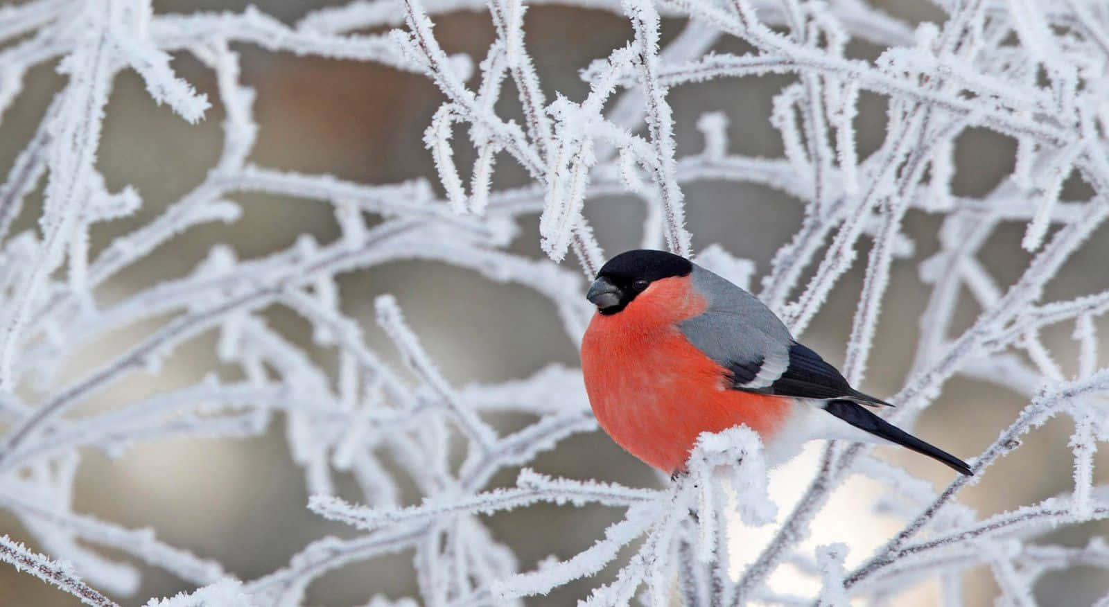 Majestic Snow Bird Perched on a Branch Wallpaper