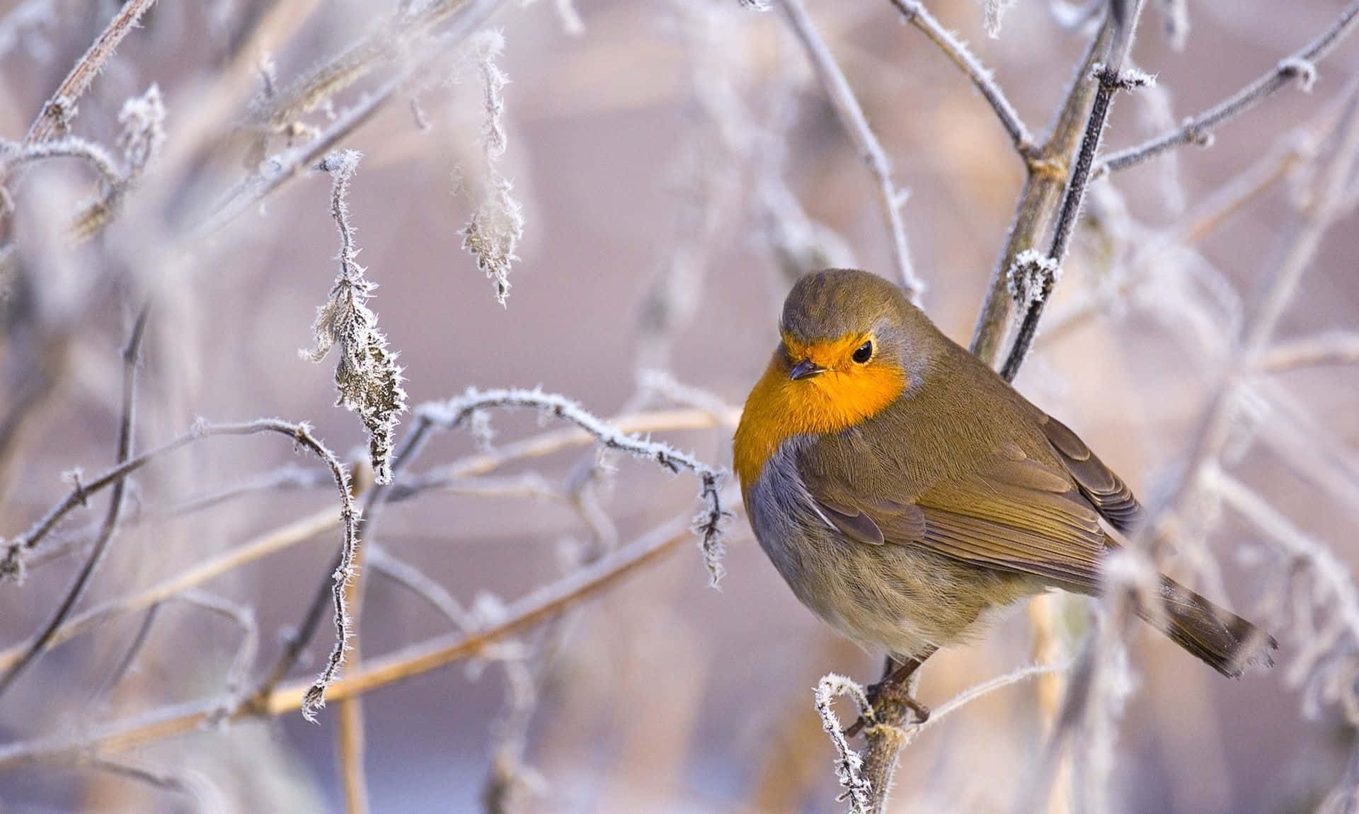 Pájarode Nieve Majestuoso Posado En Una Rama. Fondo de pantalla