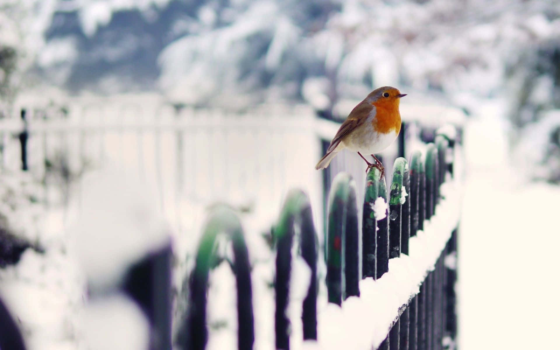 Snow Bird Resting on a Branch in a Winter Wonderland Wallpaper