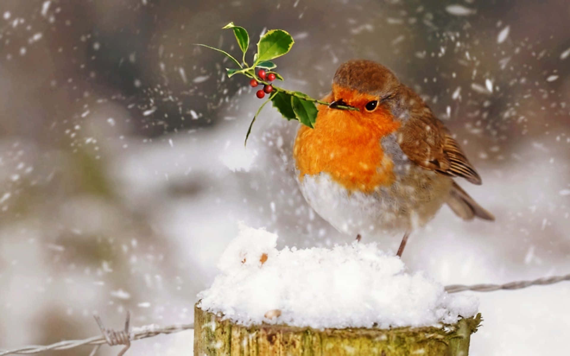 Snow Bird resting on a branch during winter Wallpaper
