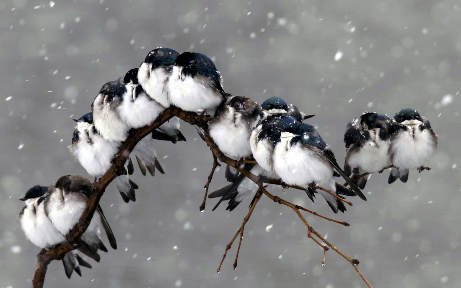 Pájarode Nieve Posado En Una Rama Fondo de pantalla