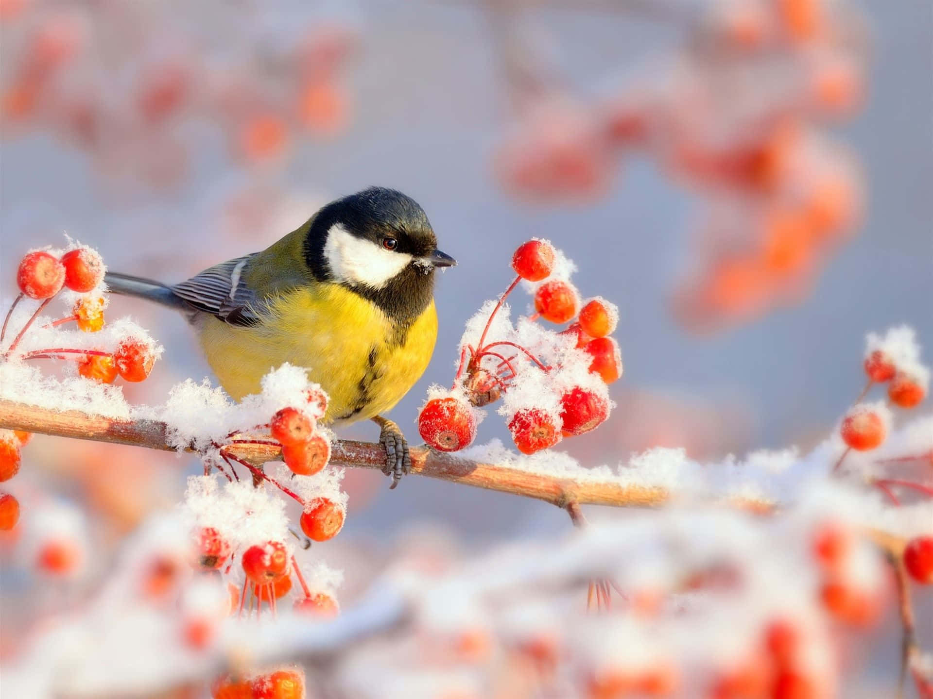 Majestic Snow Bird resting on a snowy branch Wallpaper