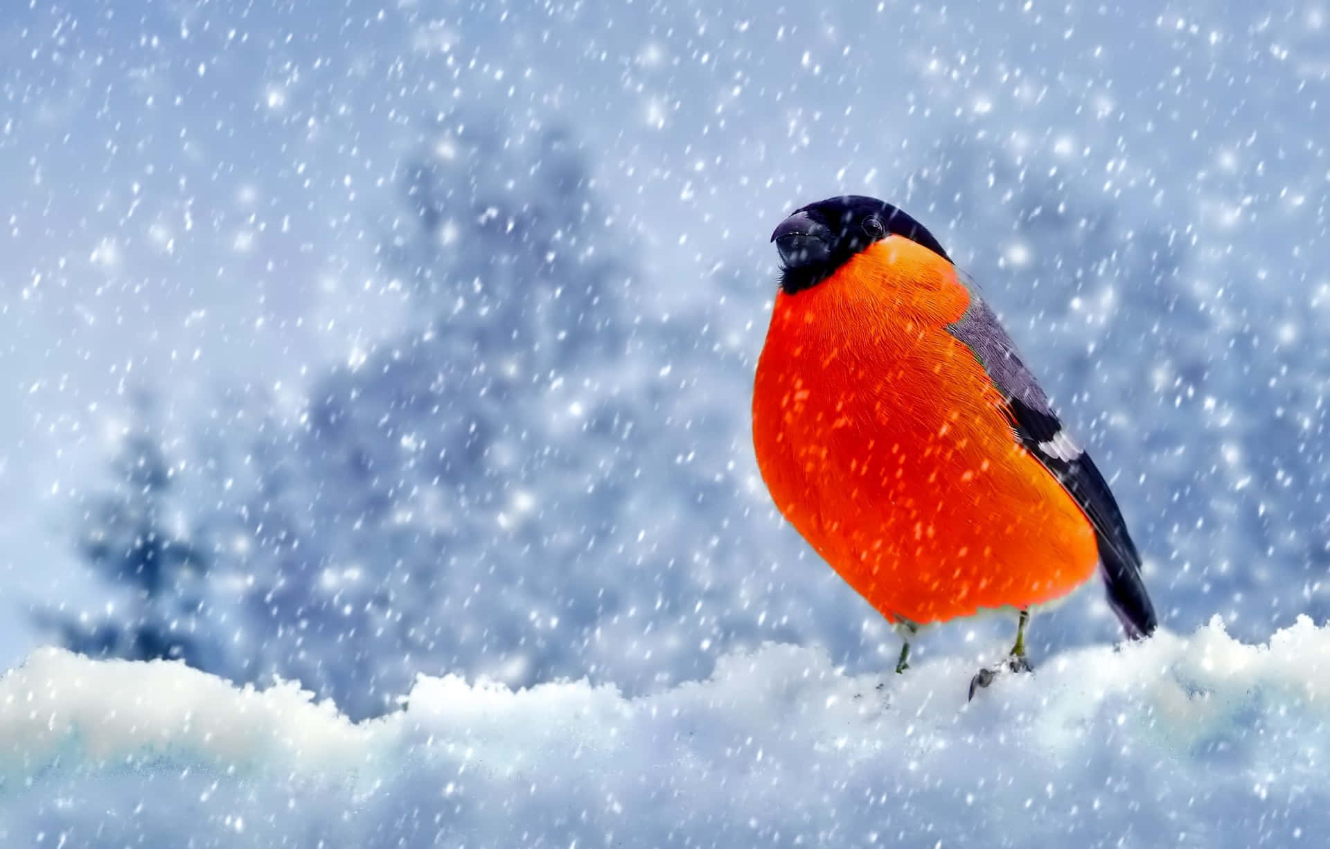 Majestic Snow Bird Perched on a Tree Branch Wallpaper