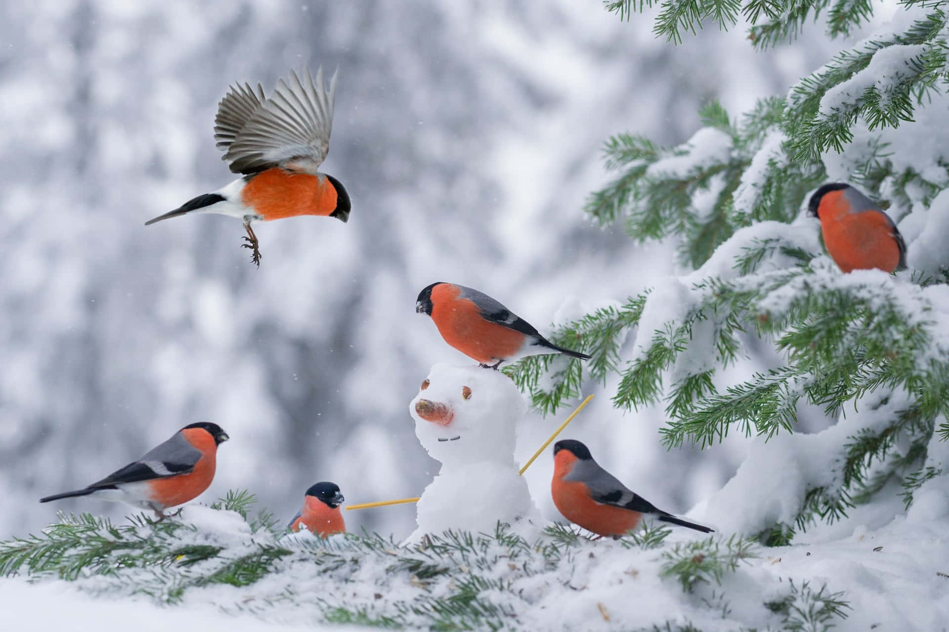 Majestic Snow Bird in a Winter Wonderland Wallpaper