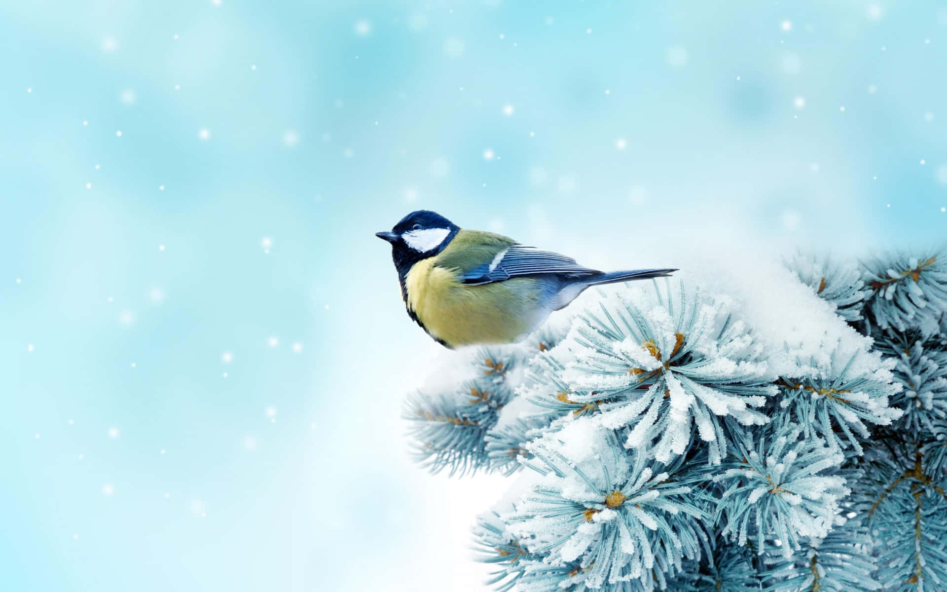 Majestic Snow Bird Perching On A Winter Branch Wallpaper