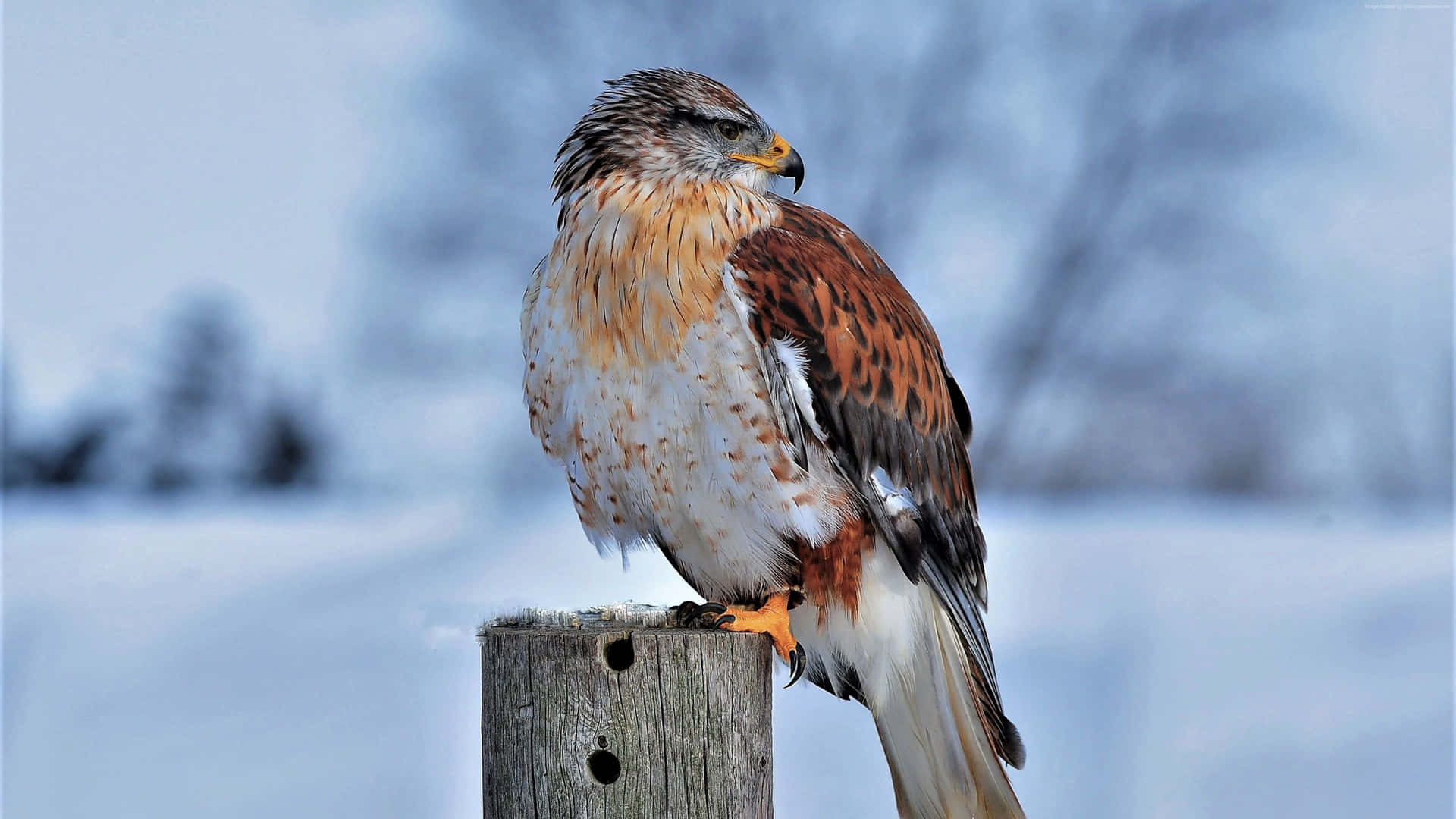 Majestic Snow Bird Perched on Tree Branch Wallpaper