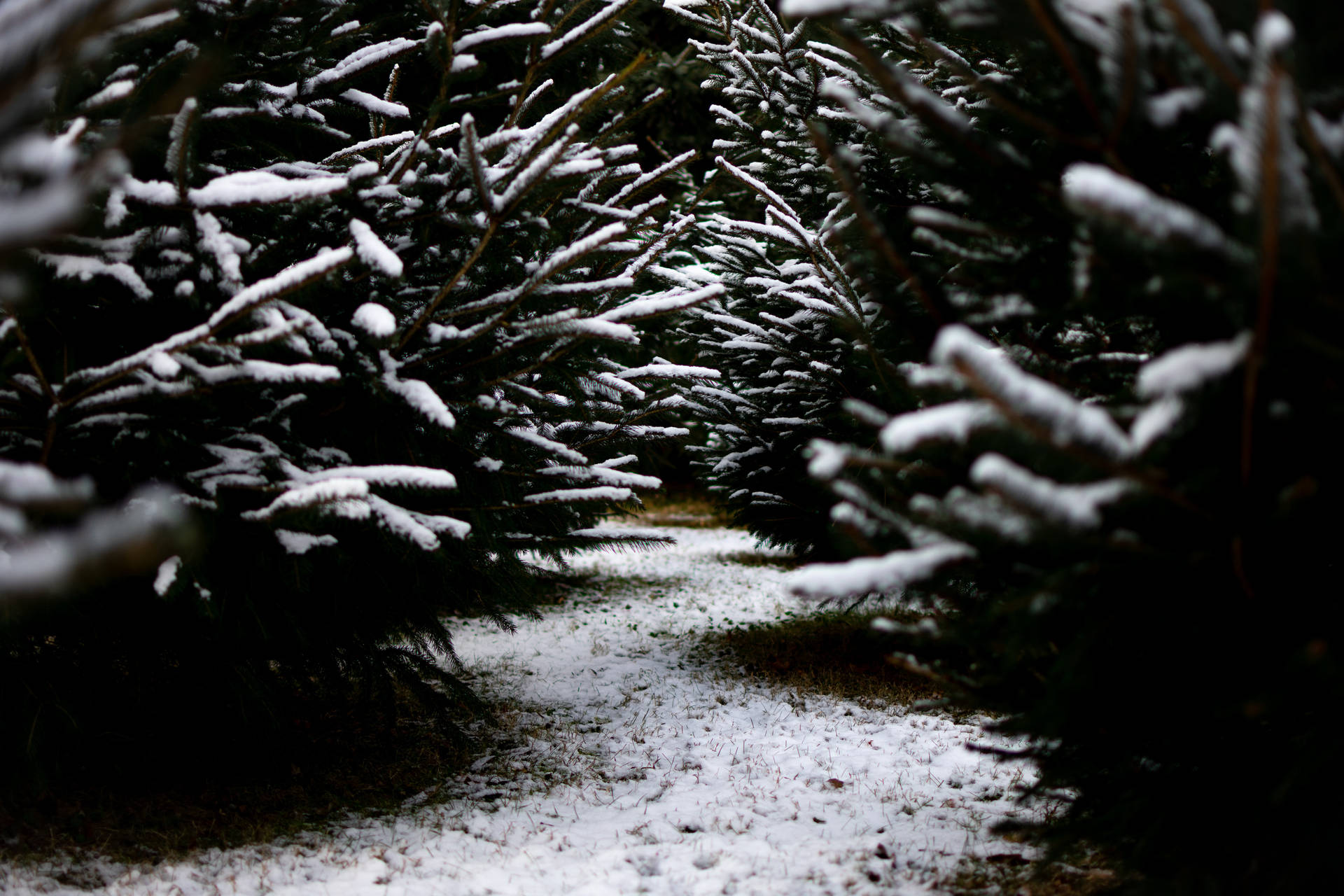 Winter tranquility - a scenic snow-covered forest path Wallpaper