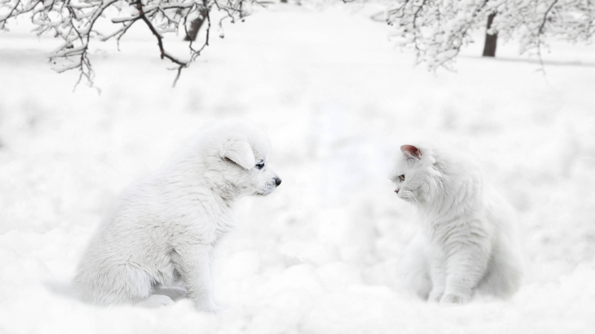 Gatoy Perro En La Nieve Fondo de pantalla