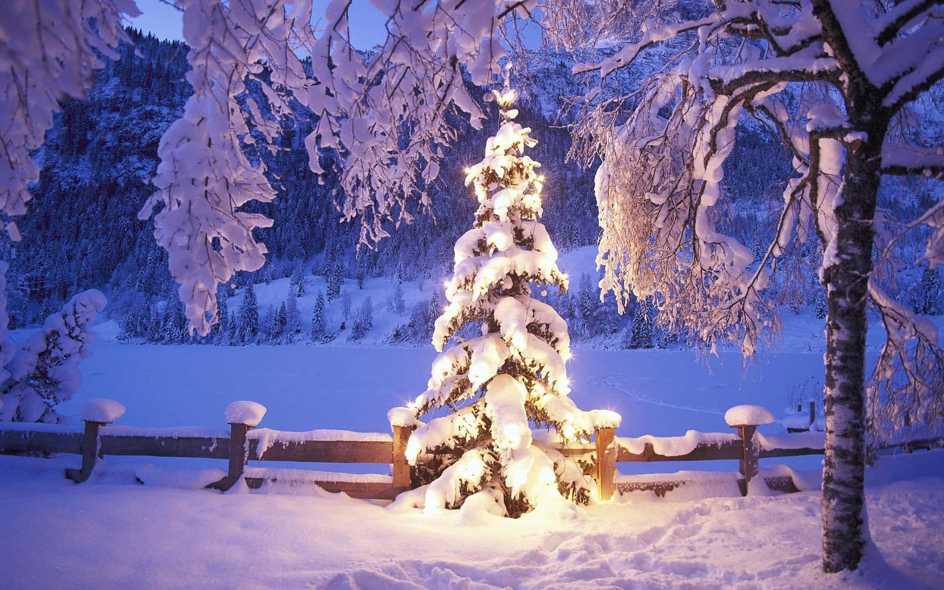 Spotlit Tree Snow Christmas Bakgrund
