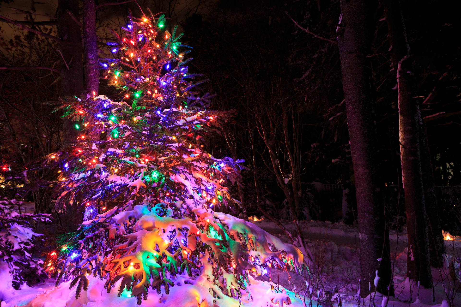 Luce Dell'albero Di Natale Della Neve Hd Sfondo