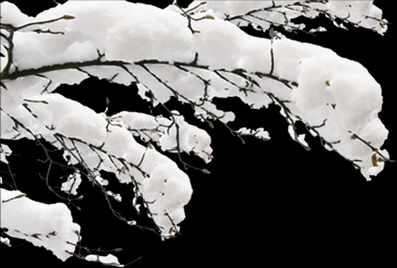 Snow Covered Branches Against Black Background PNG