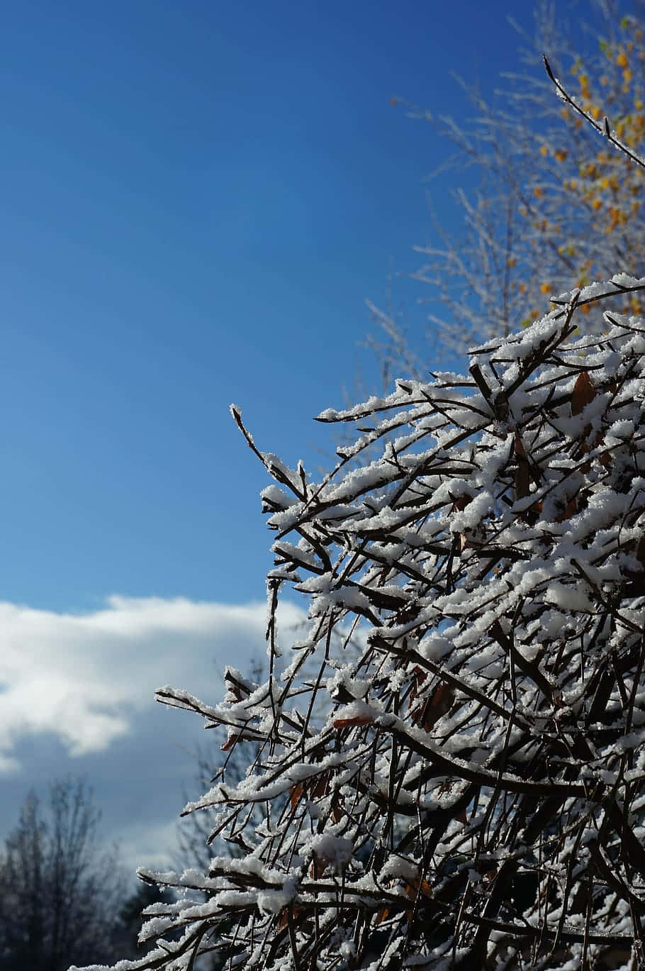 Snow Covered Branches Blue Sky Wallpaper