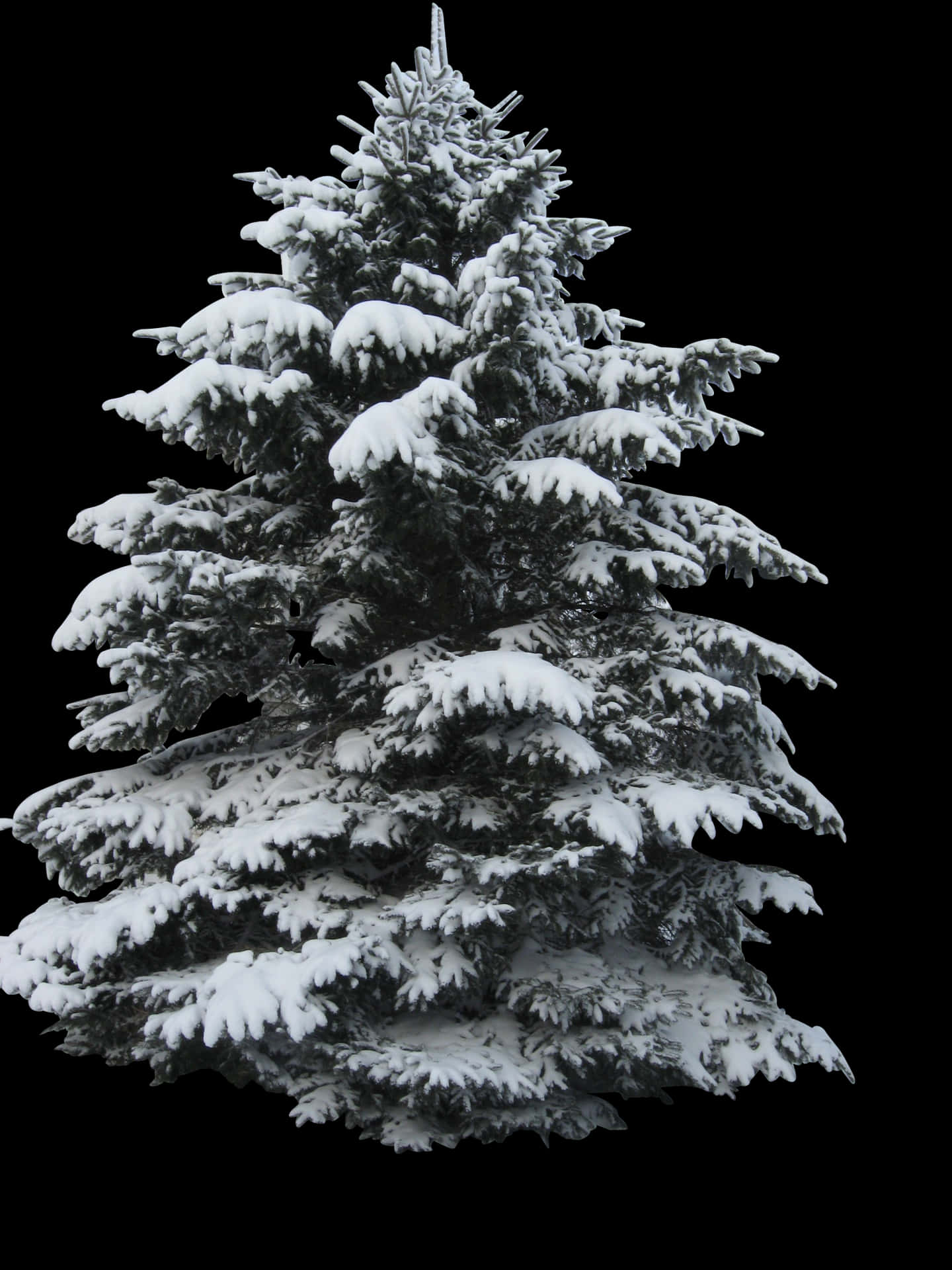 Snow Covered Christmas Tree PNG
