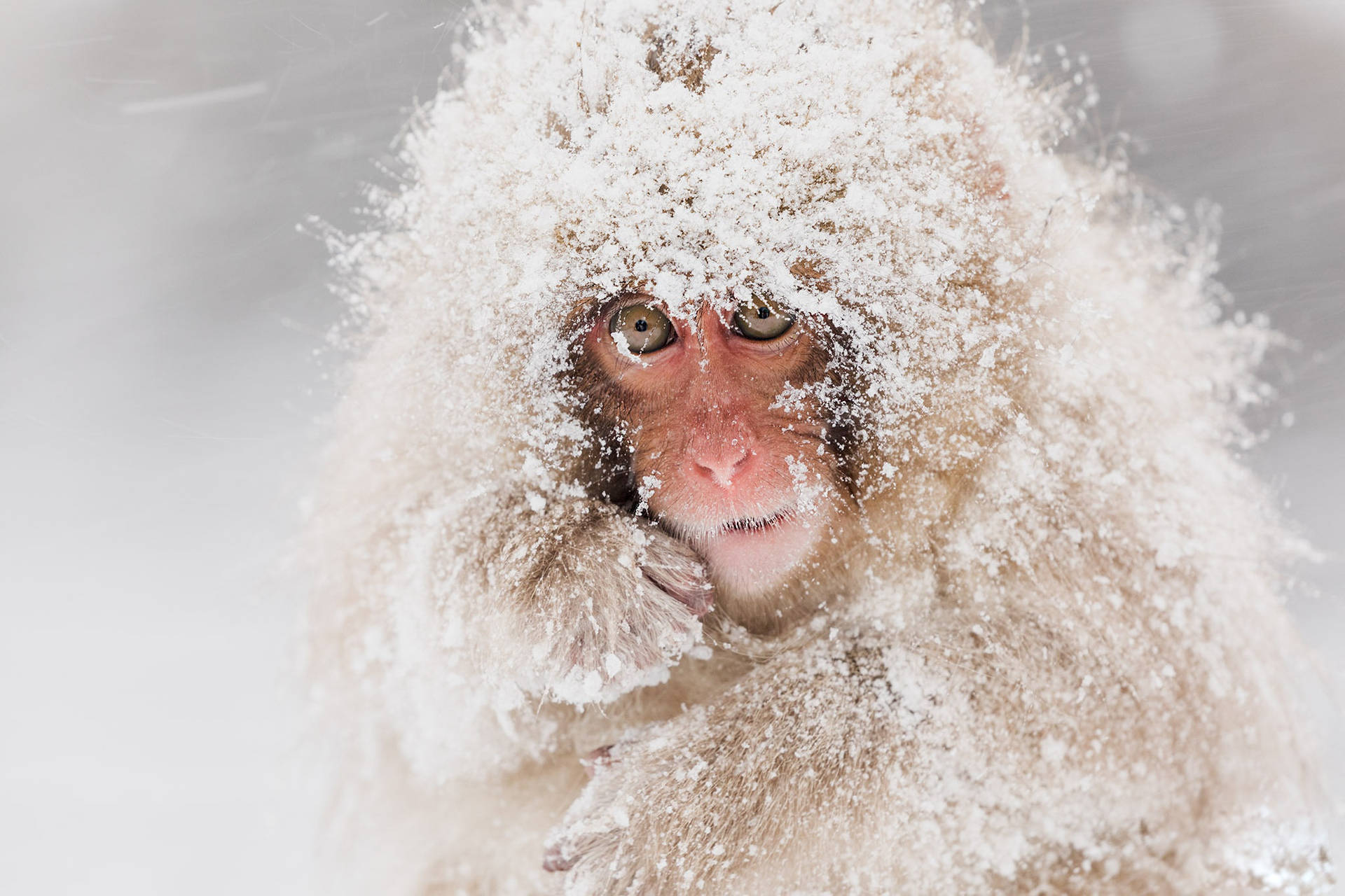 Snow Covered Macaque Monkey Wallpaper