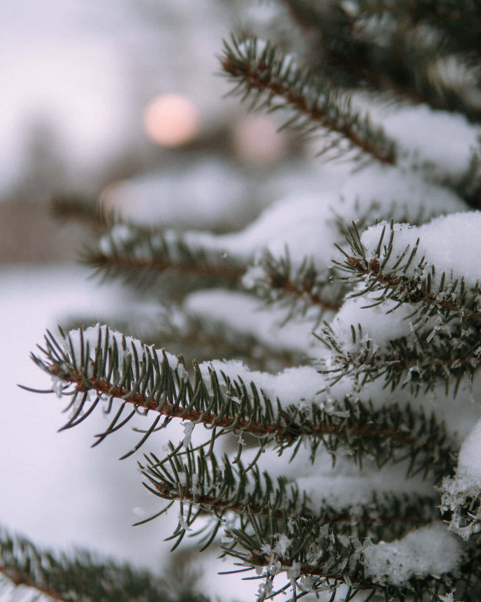 Snow Covered Pine Branches Winter Scene Wallpaper