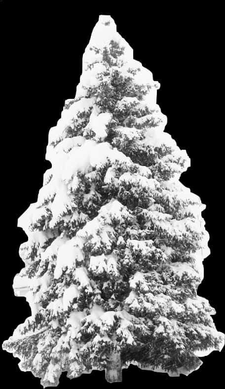 Snow Covered Pine Tree PNG