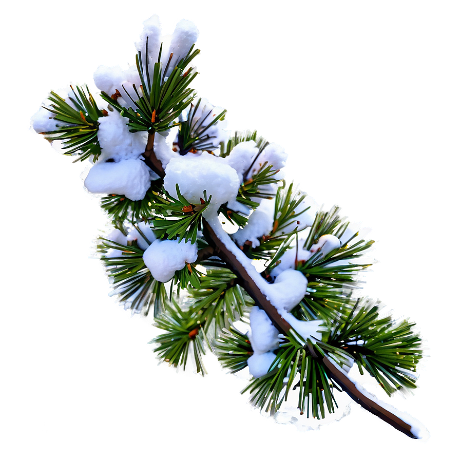 Snow Covered Pine Tree Png Mfg PNG