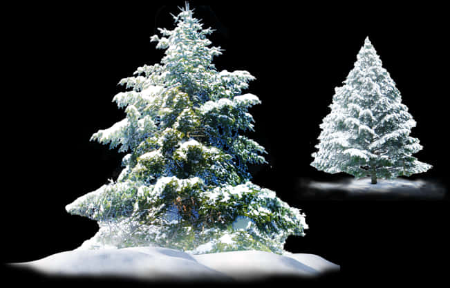 Snow Covered Pine Trees PNG